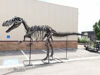 Elvis the Torvosaurus from the Skull Creek Quarry